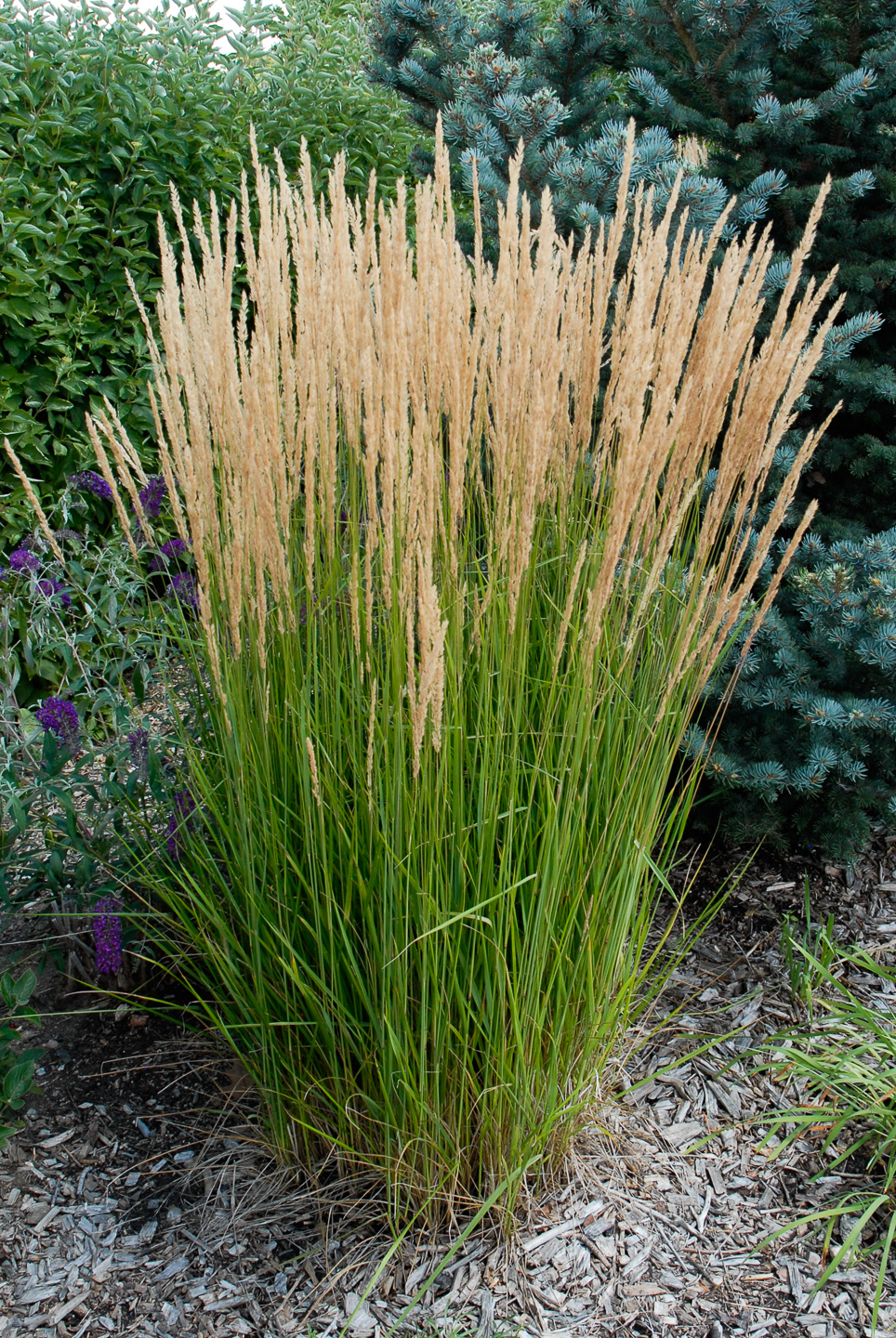 Karl foerster grass sales